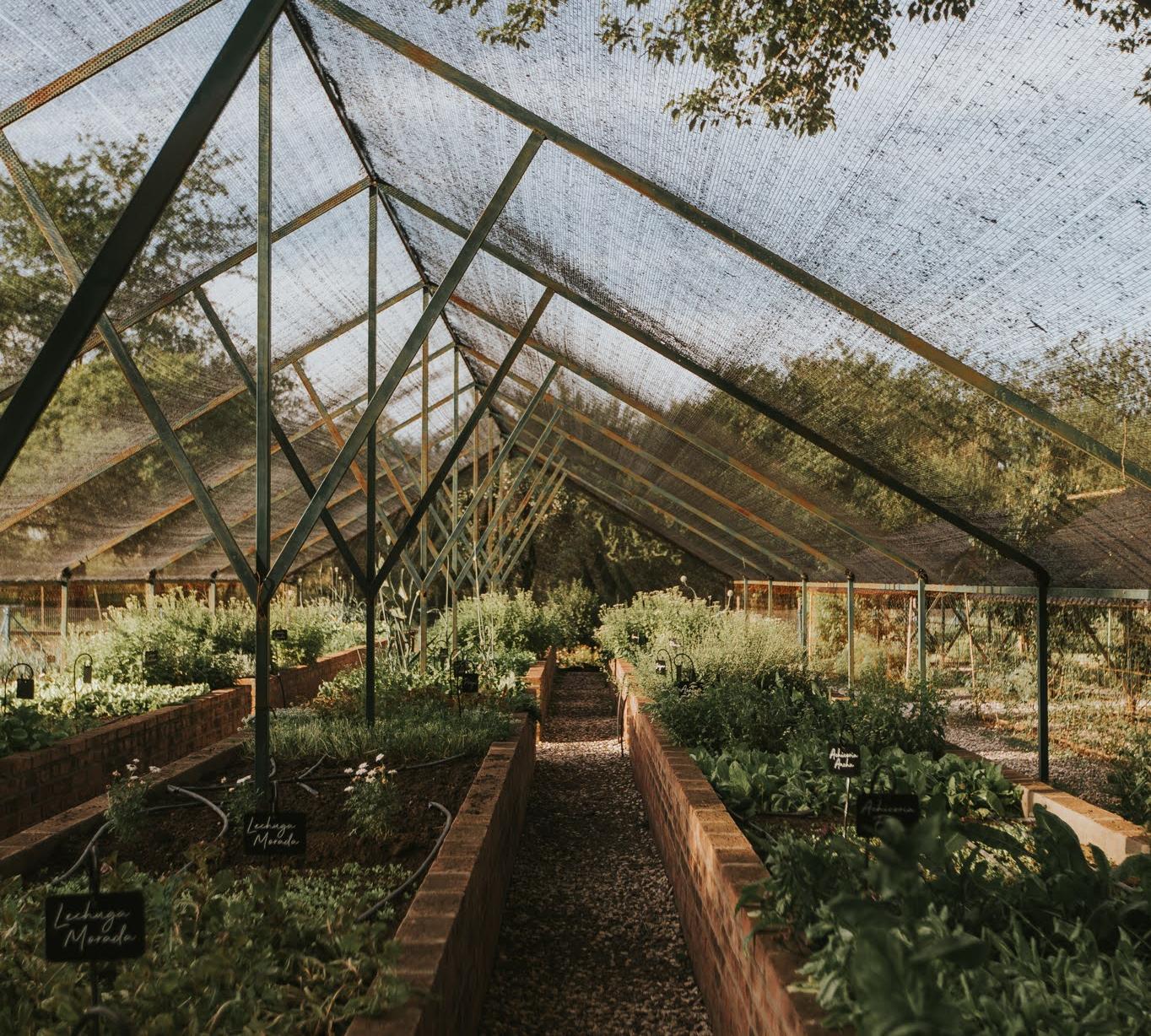 An expansive greenhouse with raised garden beds full of lush plants, shaded by a mesh cover.