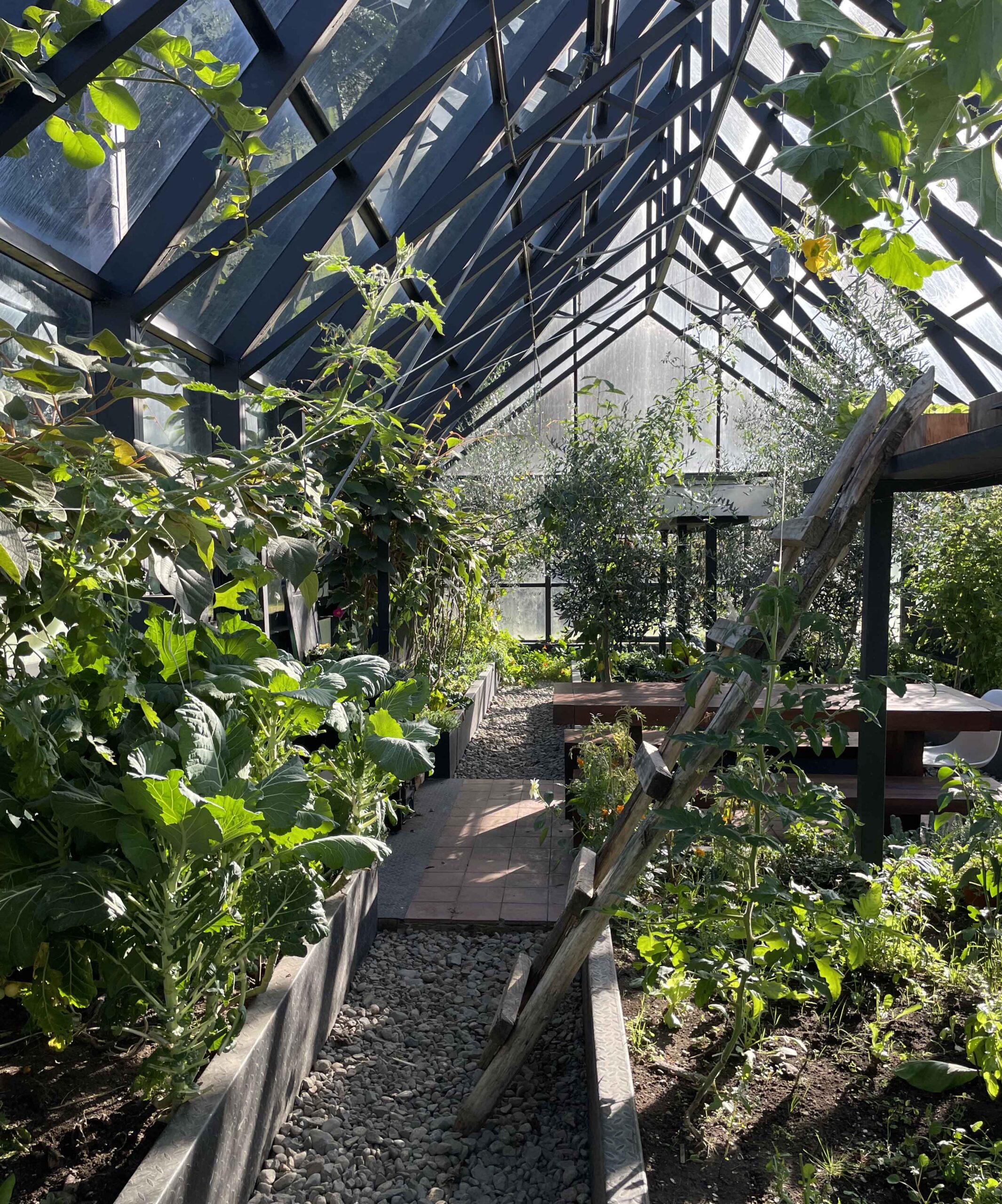 Greenhouse interior with plants and a gravel path under a glass roof with sunlight filtering through.