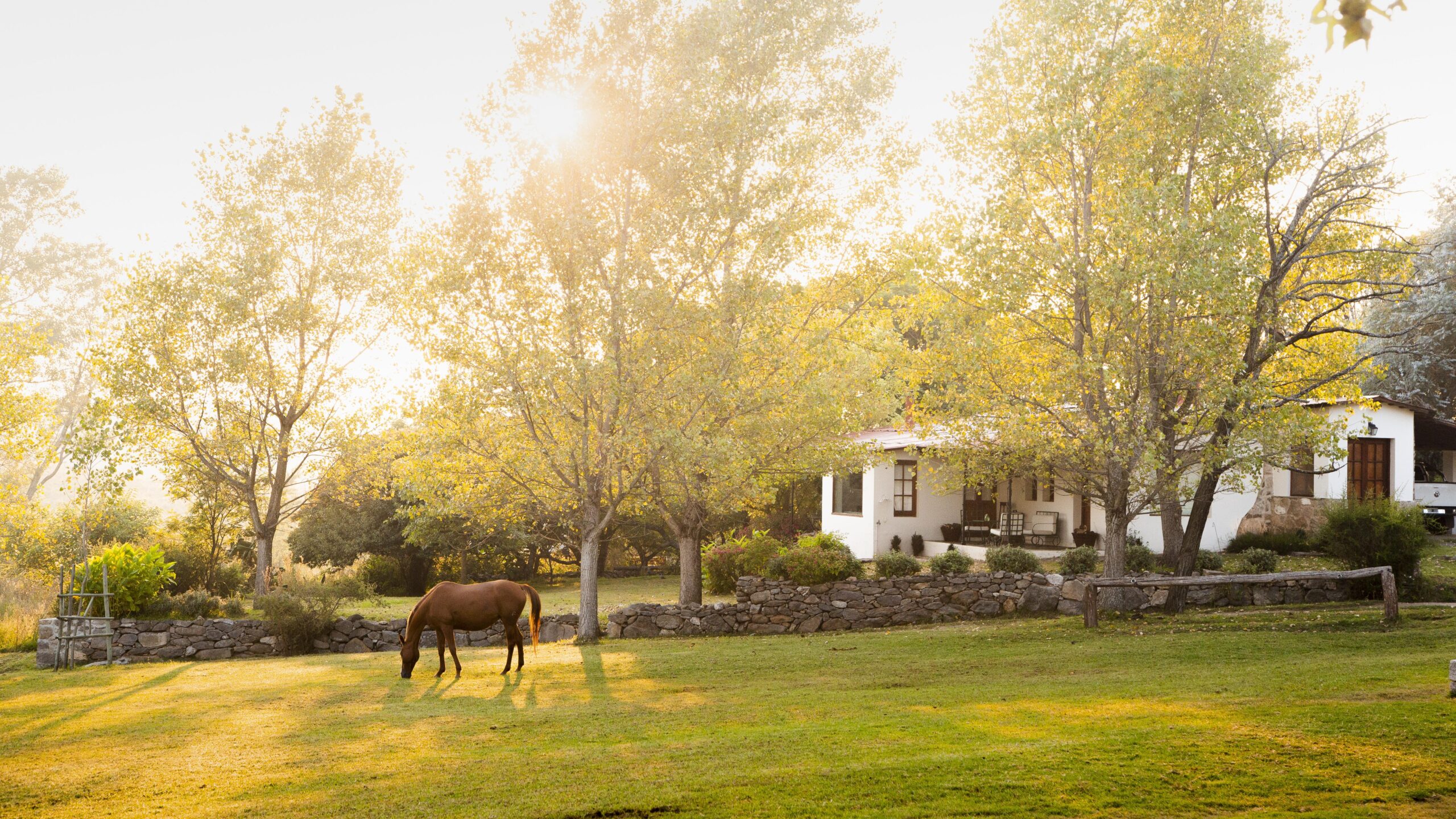 Horse grazing near a country house with sun shining through trees.