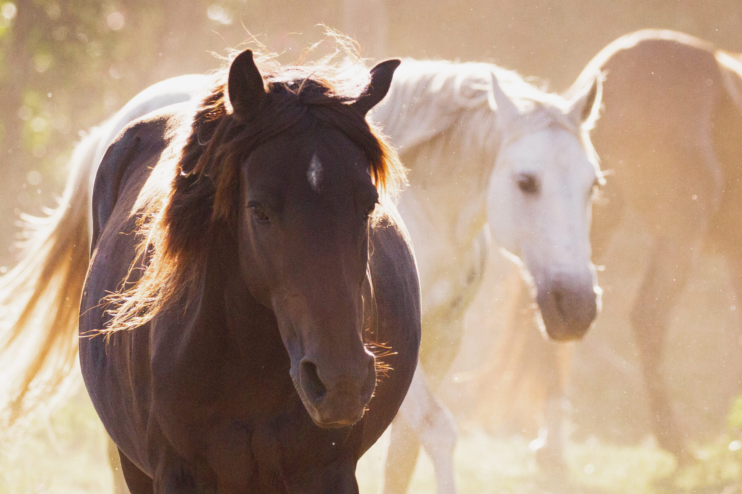 Two horses, one black and one white in sunlit dust.