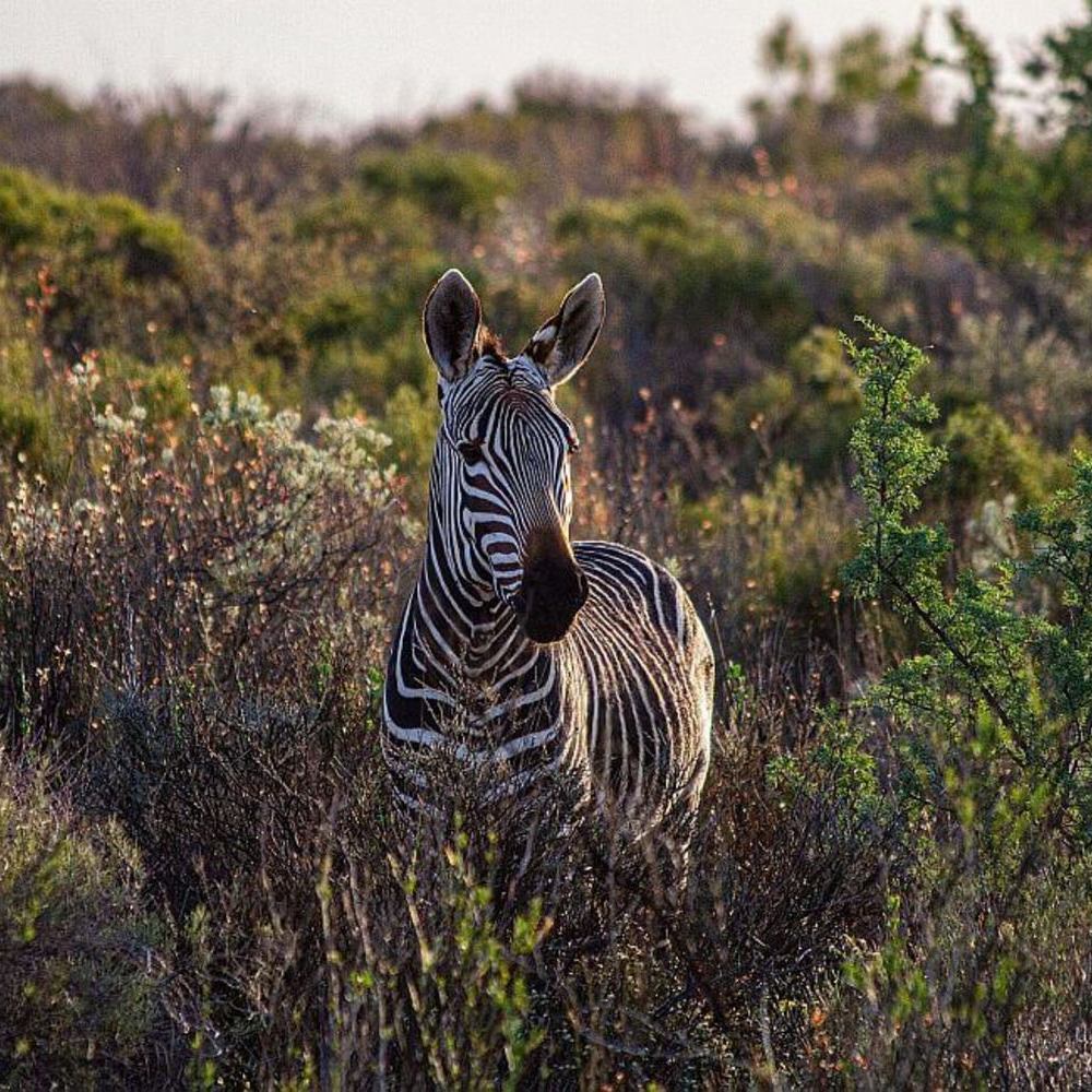 A zebra surrounded by greenery at Simbavati Fynbos on Sea