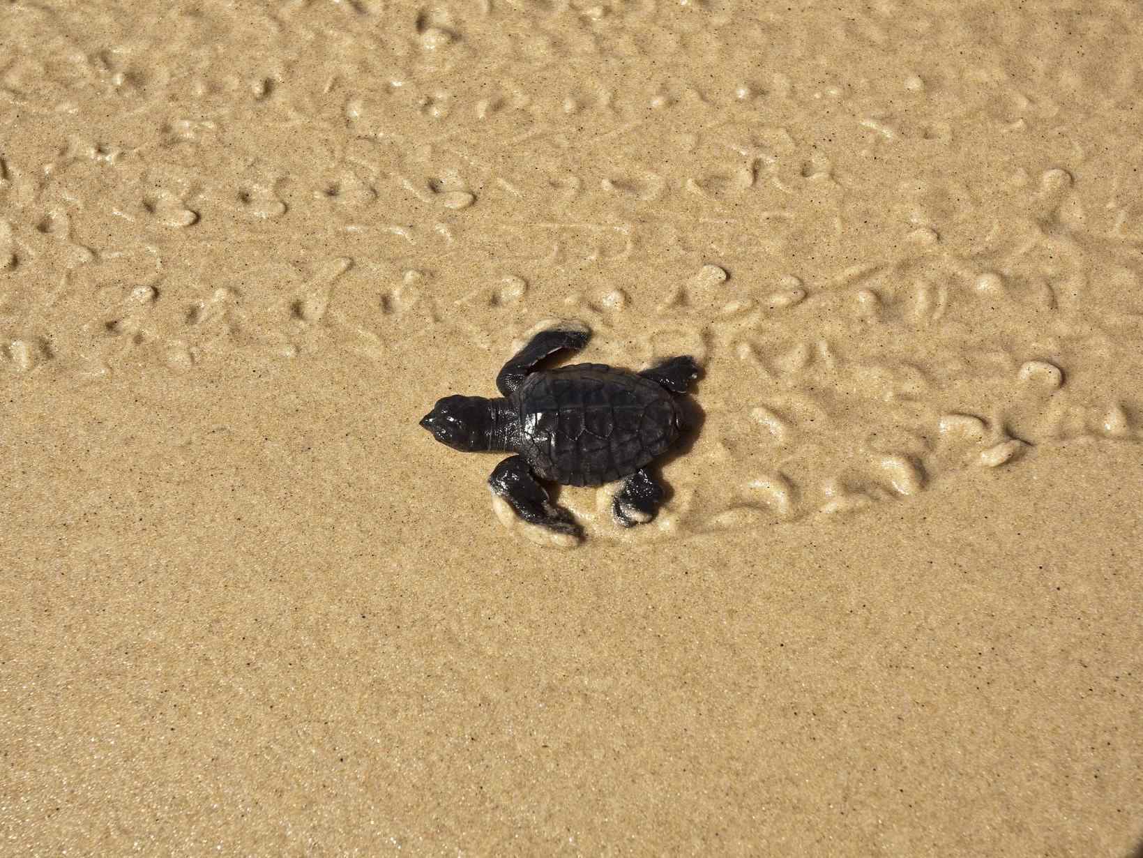 A tiny black sea turtle crawls across a sandy beach, leaving a trail behind it as it heads toward the ocean.
