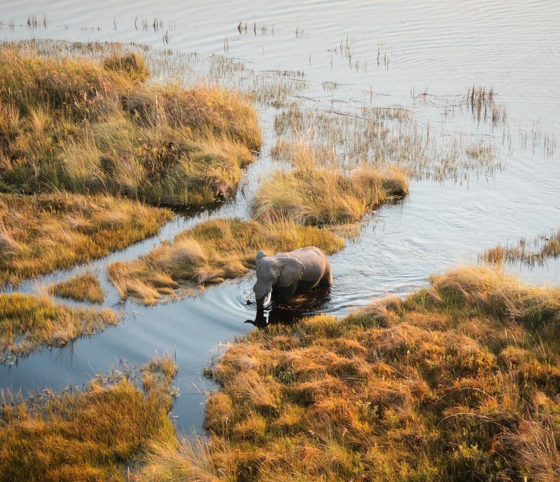 An elephant wading through water in the Okavango.