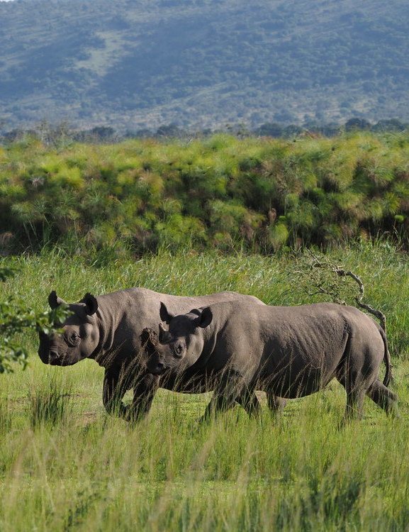 Two rhinos are an example of the wilderness that could be seen at Wilderness Magashi Peninsula