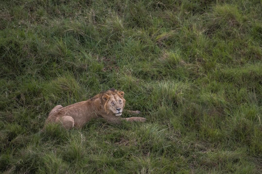 A photograph of a lion from above.