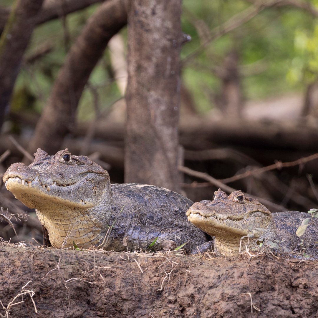 Two small caiman alligators sit on a dirt embankment looking towards the camera, with tree trunks and greenery in the background.