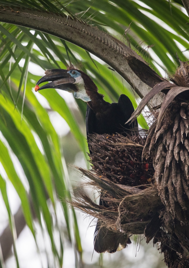 A bird with a large black beak perched in a tree