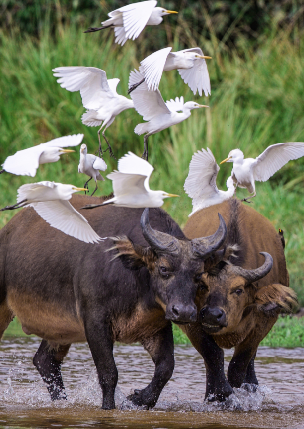 Two buffaloes with a flock of white birds above them