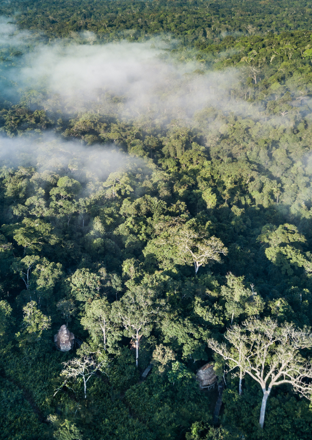 View of a misty forest from above with two thatched-roof bungalows