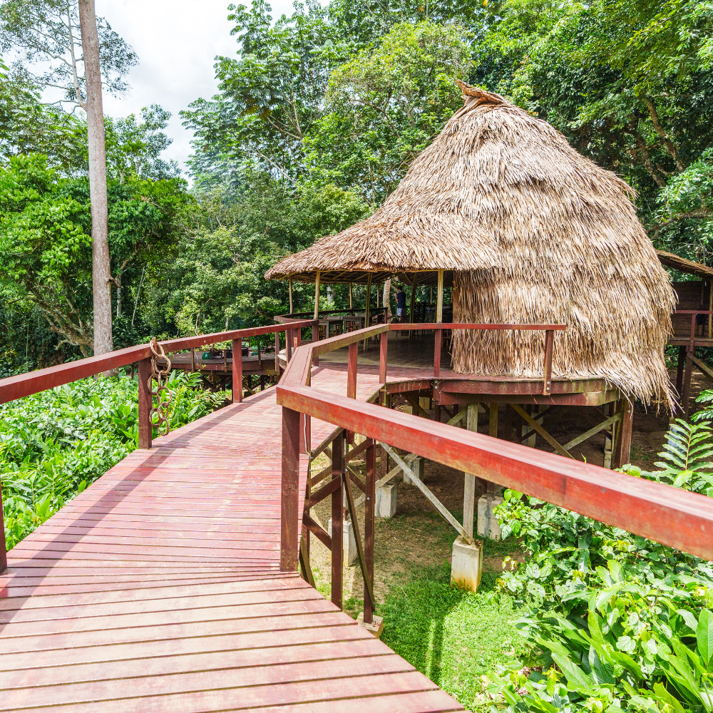 A raised wooden walkway through the forest leading to a thatched-roof bungalow