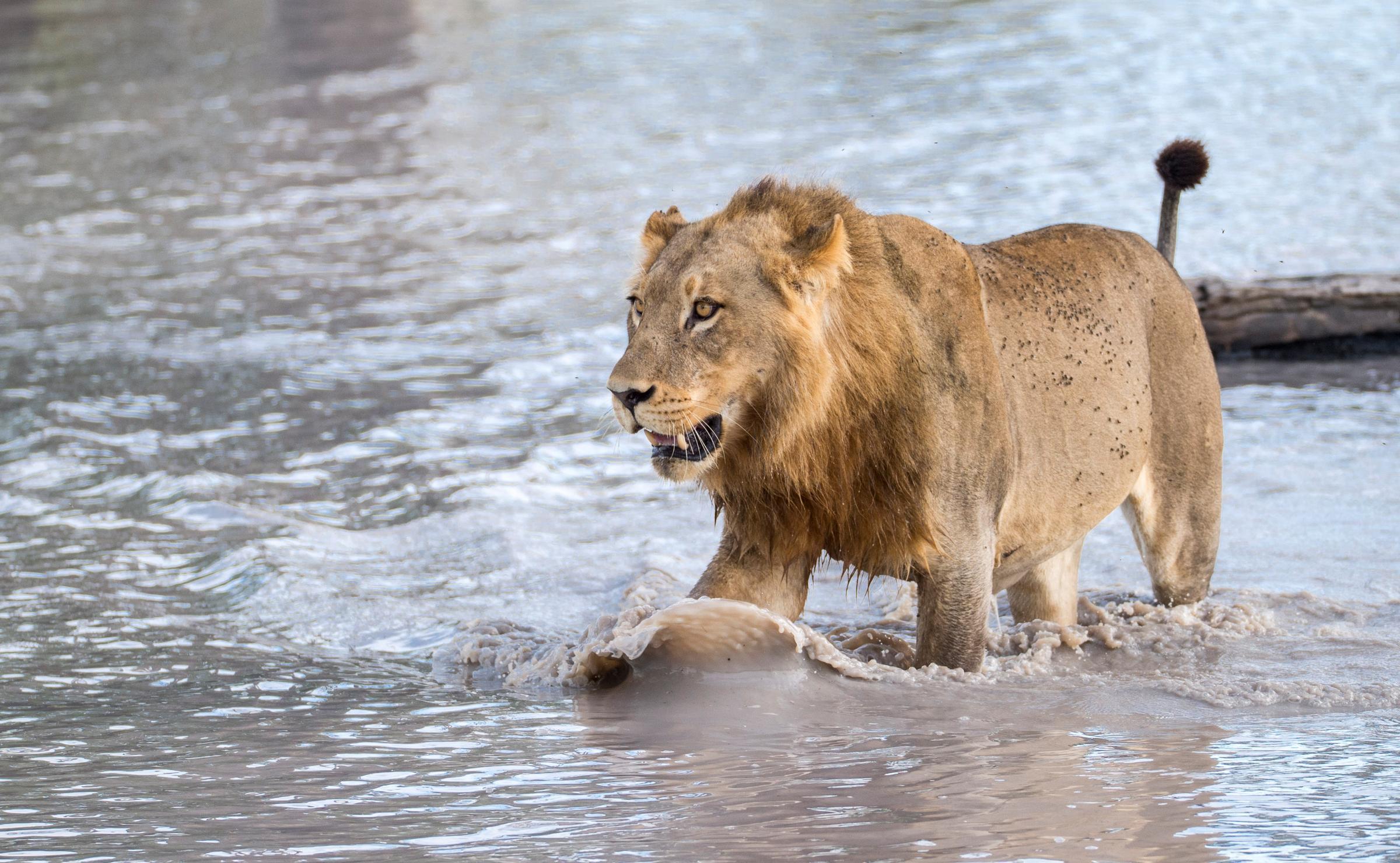 Large male lion walking through shallow, rippling water with a focused expression during the day.