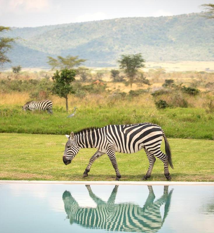 A zebra walking beside a swimming pool with its reflection visible in the water and a savanna landscape behind.