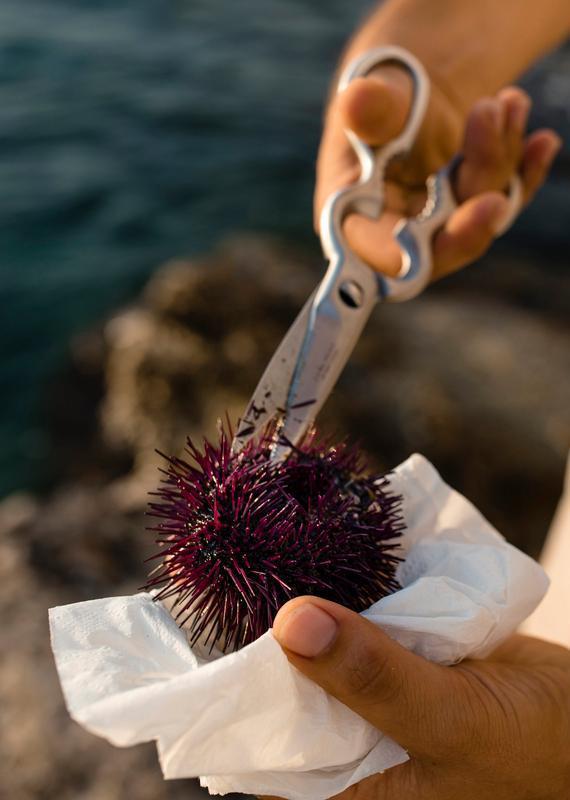 Hand holding a purple sea urchin in a white tissue while using scissors to open it against a blurred sea background.