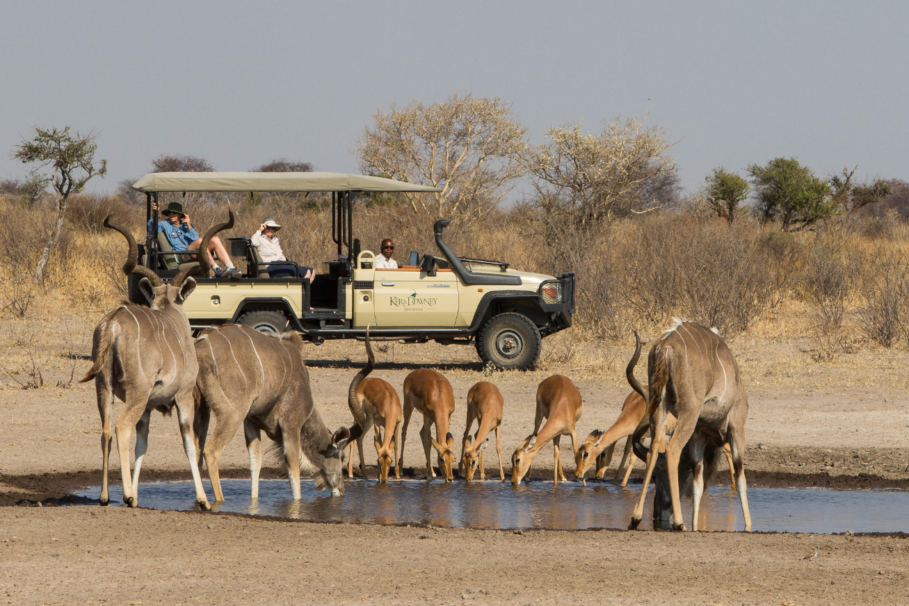 A safari vehicle with guests watching kudu and impala drinking at a waterhole on the Dinaka Botswana property.