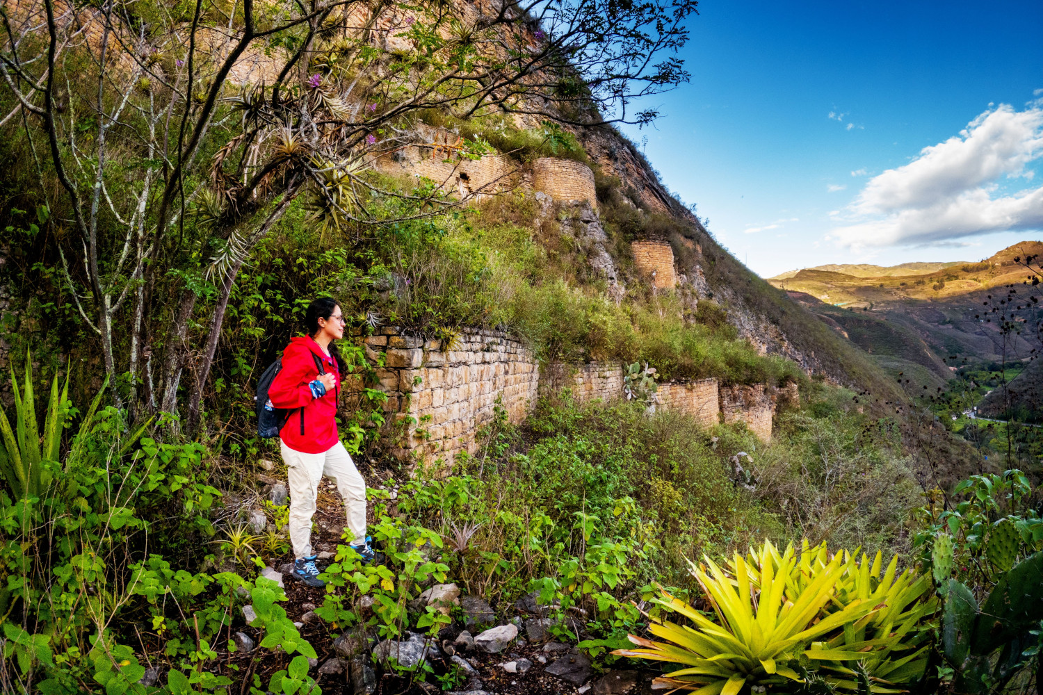Hiker in a red jacket stands and looks out over a wide scene of an Andean valley with local plantlife in the foreground.
