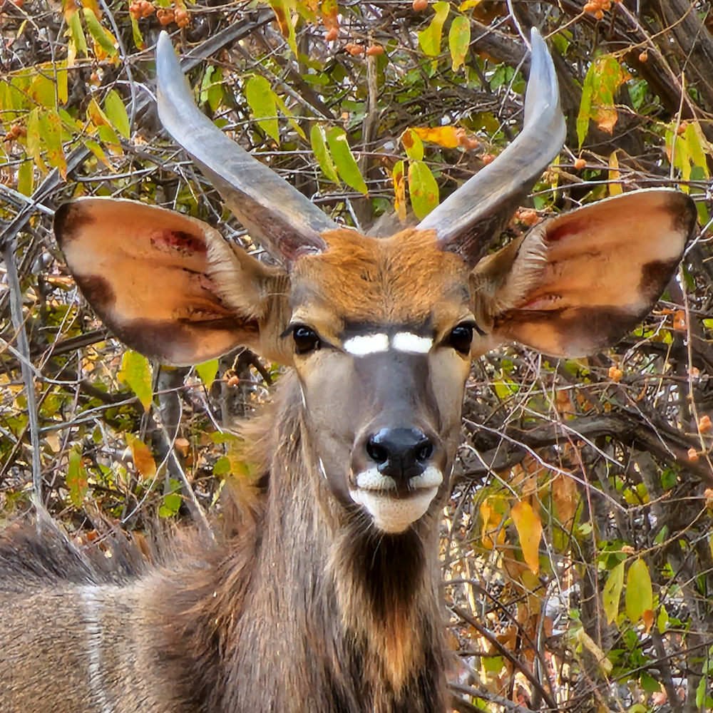 Close-up shot of an ungulate or antelope with horns and large ears.