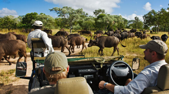royal-malewana-safari