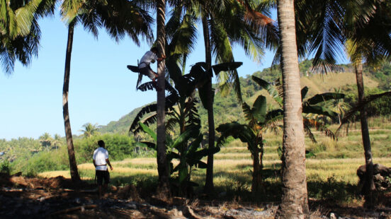 A person climbs a tall coconut tree in a tropical landscape with rice terraces and hills in the background.