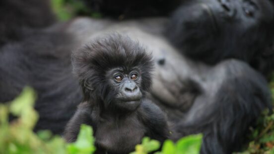 A fuzzy-haired baby Mountain Gorilla sits in green leaves with an adult behind it. See them on a luxury Gorilla Trekking trip.
