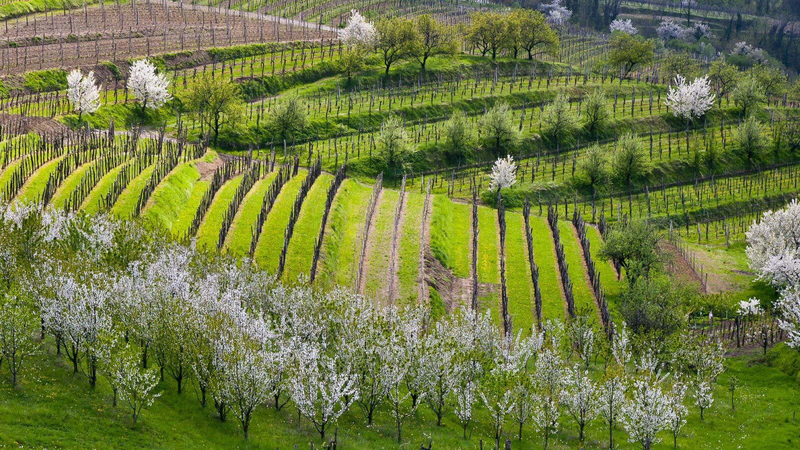 Goriaska Brda - Slovenia