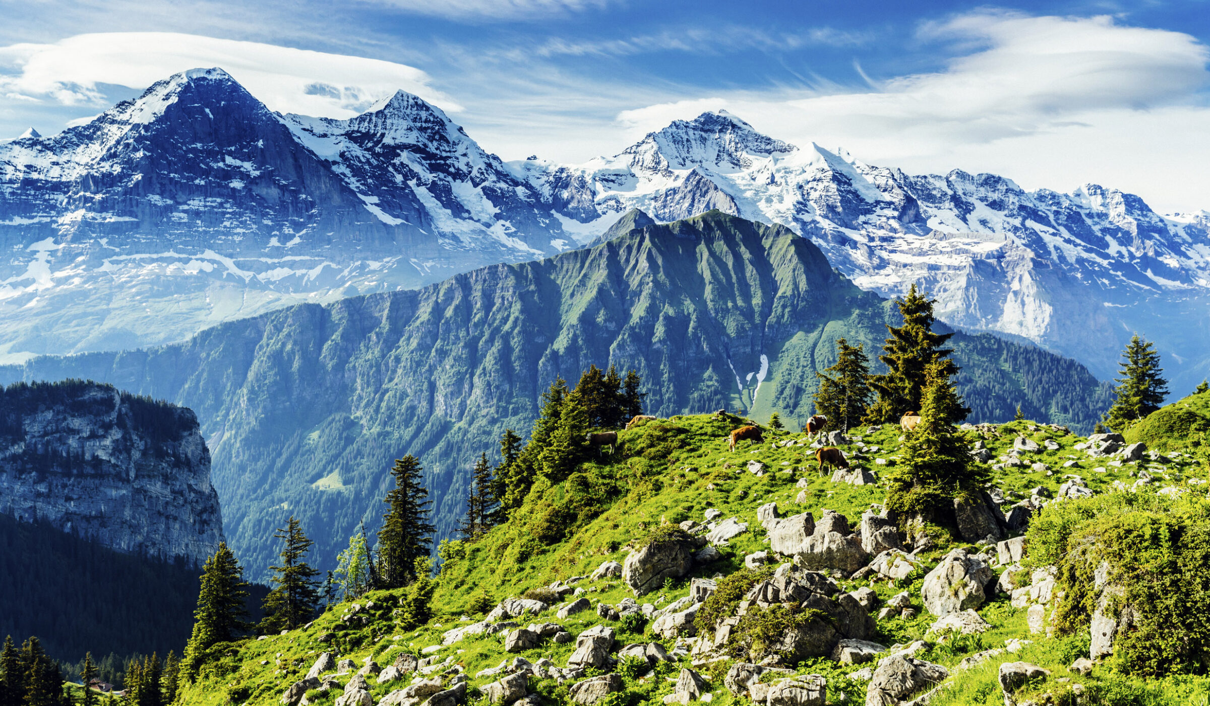 Green alpine pasture with grazing cows and dramatic snow-covered mountain peaks during luxury Switzerland tour.
