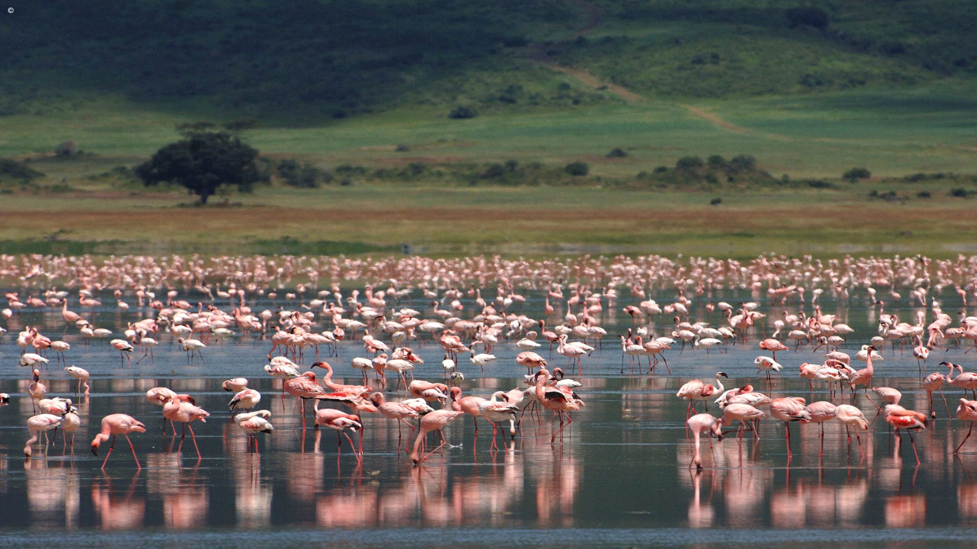 Flamingo Ngorongoro