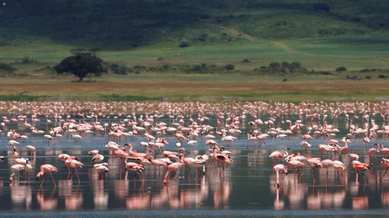 Flamingo Ngorongoro