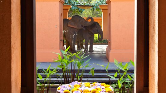Two elephants stand in a courtyard framed by orange architectural pillars, with a floral arrangement in the foreground.