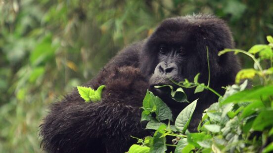 A black mountain gorilla rests in a lush green jungle, surrounded by thick vines and leaves.
