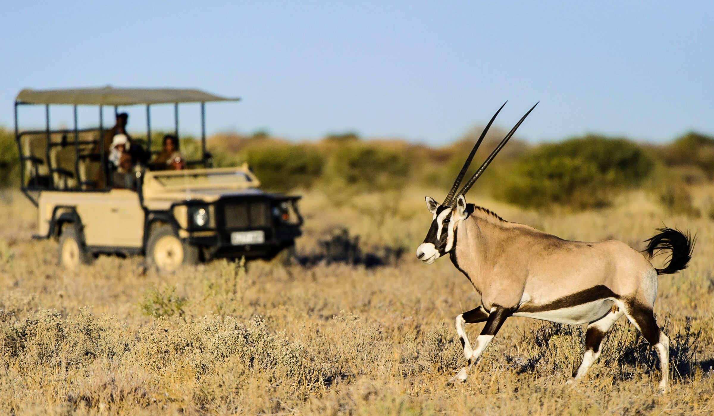 Antelope seen on safari, Central Kalahari Game Reserve, Botswana