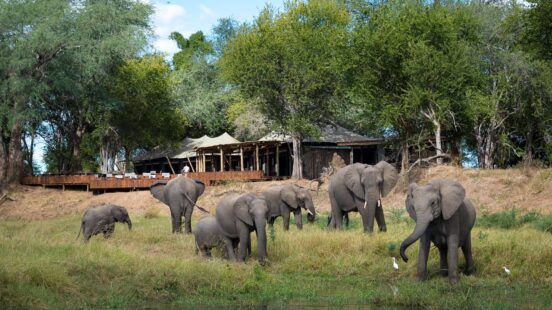 ruckomechi-elephants-zimbabwe
