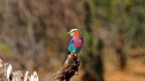 Bomani-Tented-Lodge---Lilac-Breasted-Roller