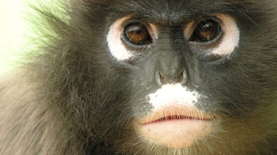 dusky-leaf-monkey