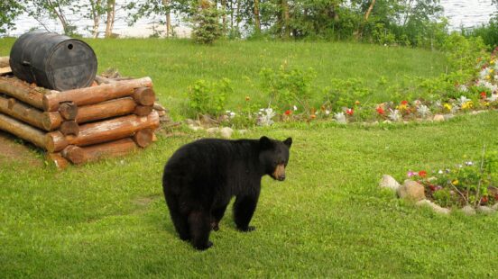A black bear standing on a green lawn next to a log structure and a small flower garden.