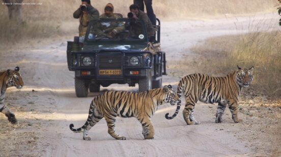 samode-safari-lodge-bandhavgarh-india