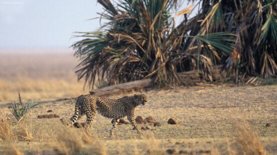 Chada Katavi Cheetah, Katavi National Park, Tanzania