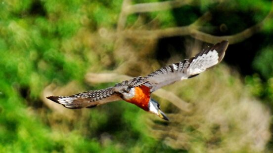 A large bird with speckled wings and an orange chest flies through the air against a blurred green background.