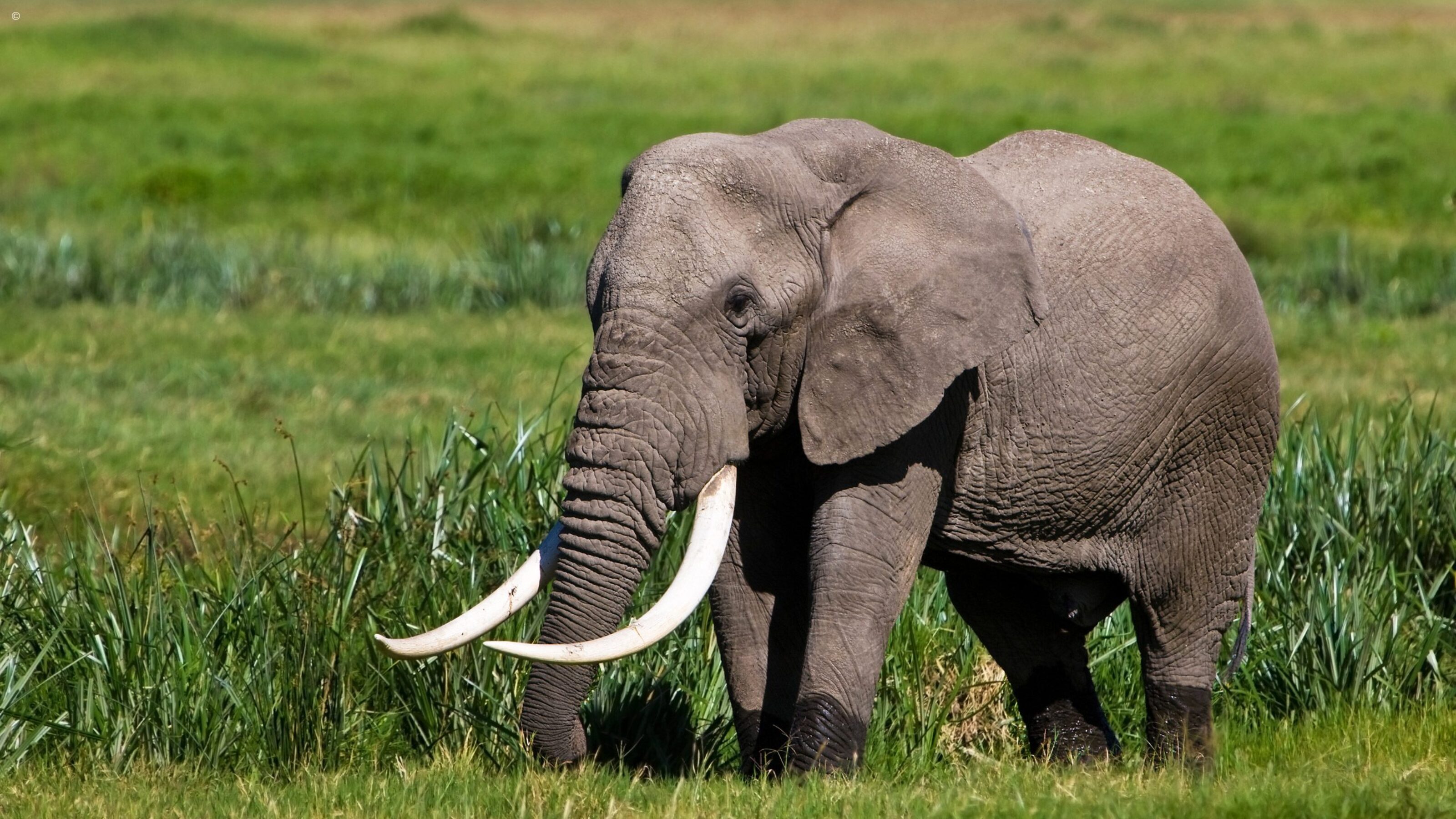 Classic Tanzania Tour