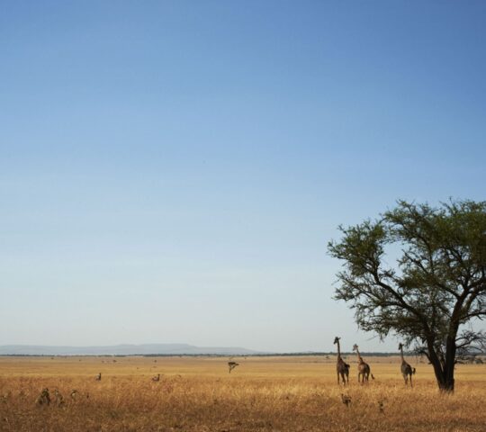 Views from Singita Faru Faru Lodge