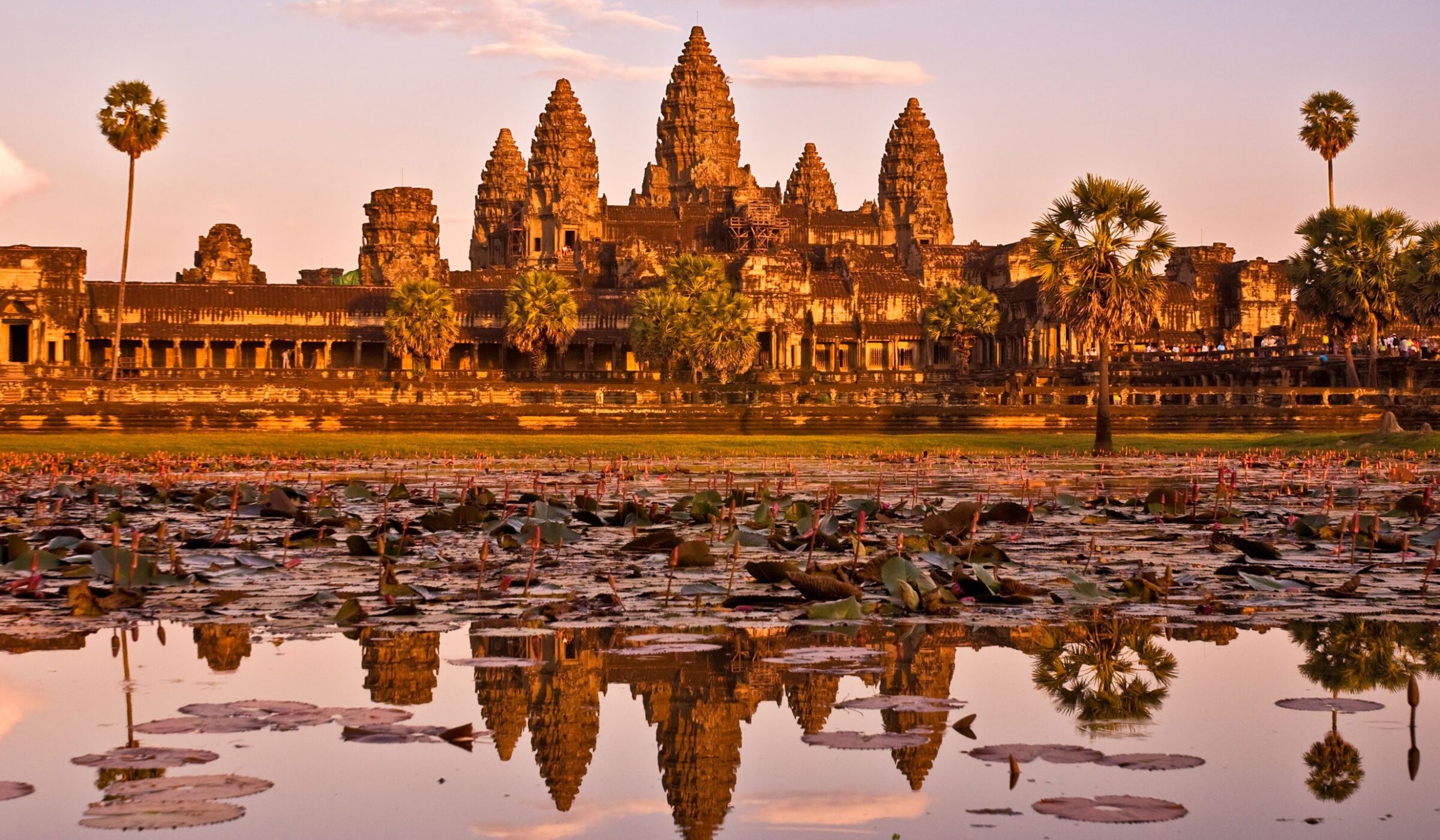 Angkor Wat reflecting in the lily pad strewn lake at sunrise, Siem Reap, Cambodia