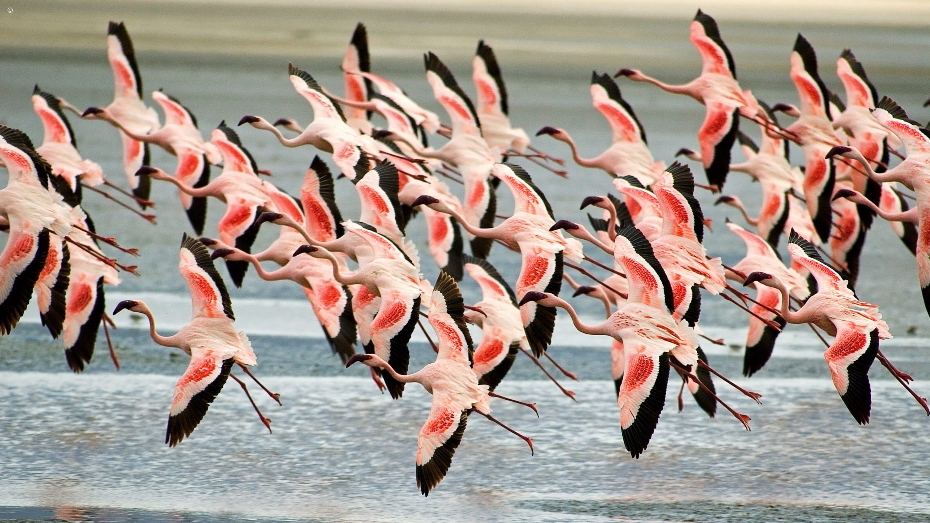 A Signature Northern Tanzania Safari