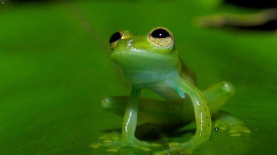 A small, bright green frog with large bulging eyes sits on a vibrant green leaf.