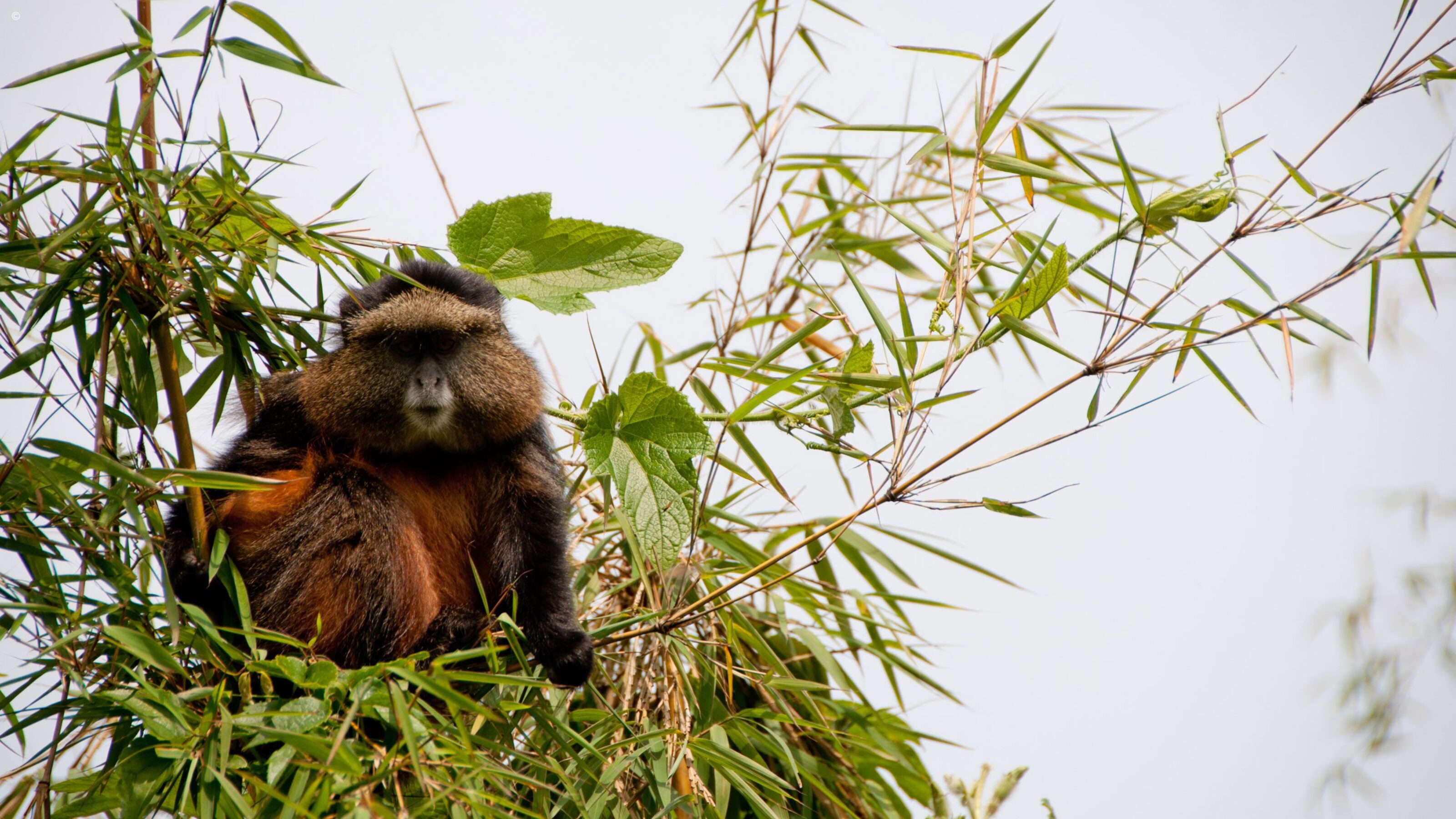 Luxury Rwandan Primate Adventure