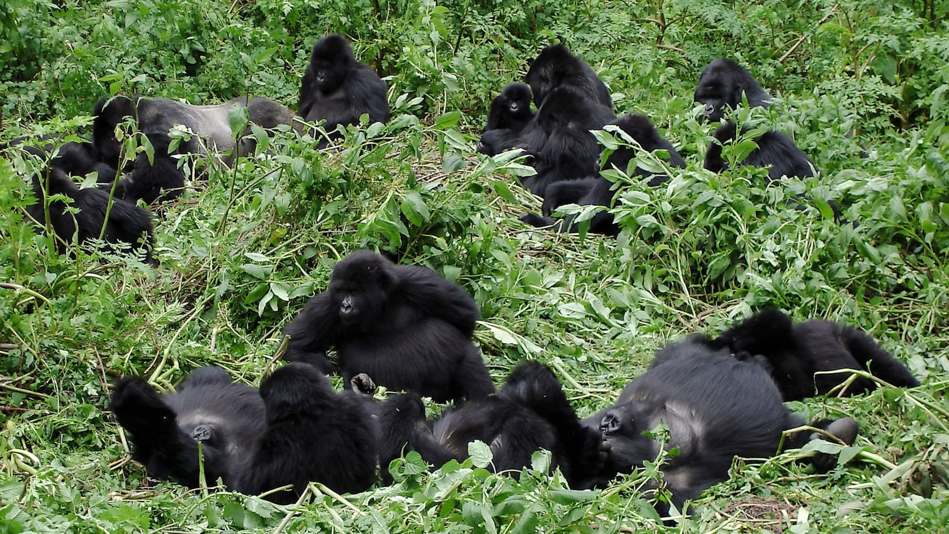 Luxury Rwandan Primate Adventure