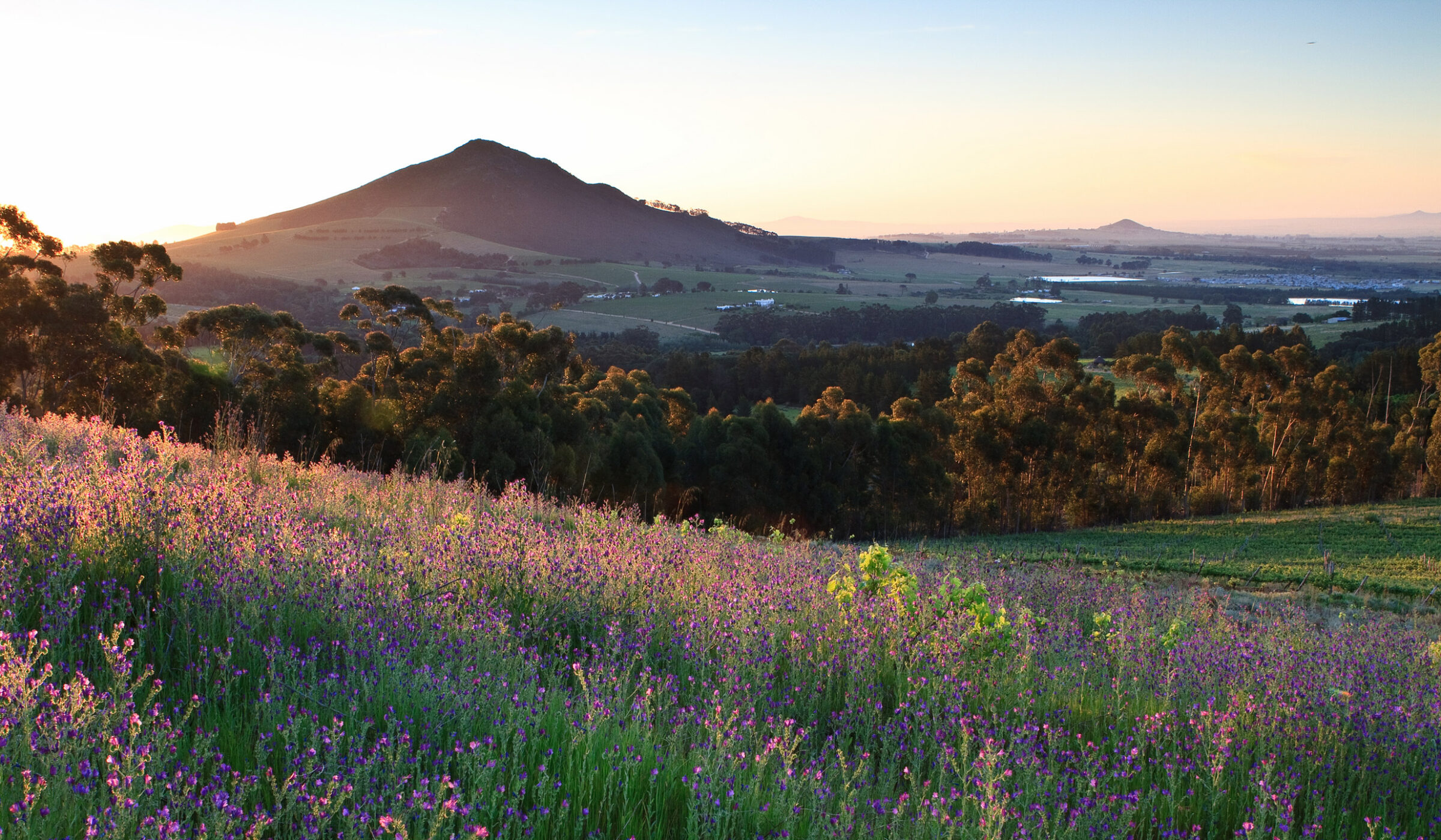 Purple wildflowers and lush green vineyards of the WInelands, South Africa, at sunset
