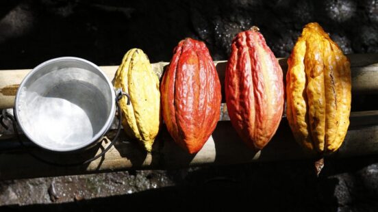 Yellow and red cacao pods lined up on a bamboo stalk next to a small metal pot.