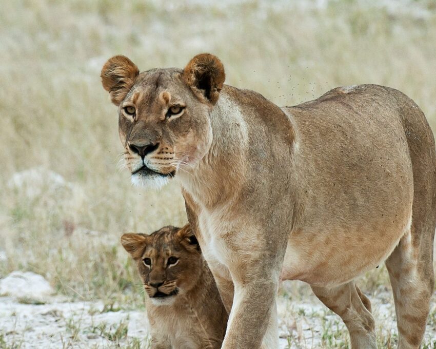 Days on safari in Hwange National Park