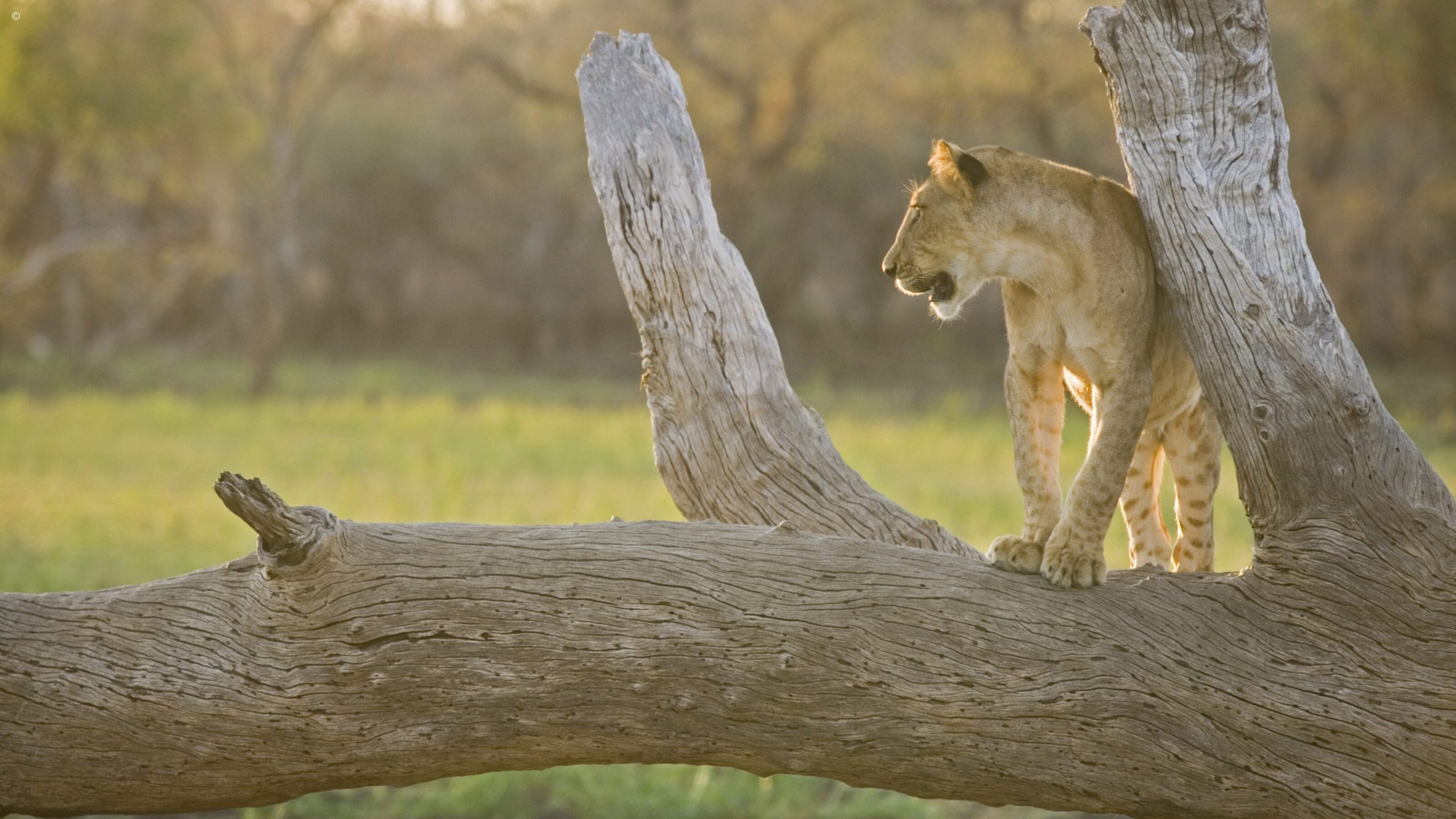 A Signature Northern Tanzania Safari