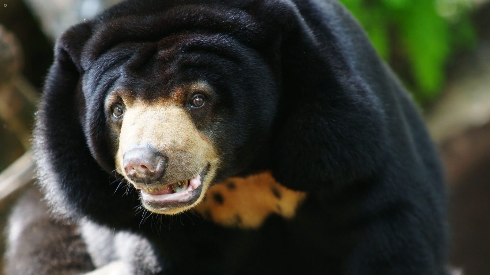 Close-up of a Malayan sun bear with a golden chest patch seen on luxury Borneo trips.