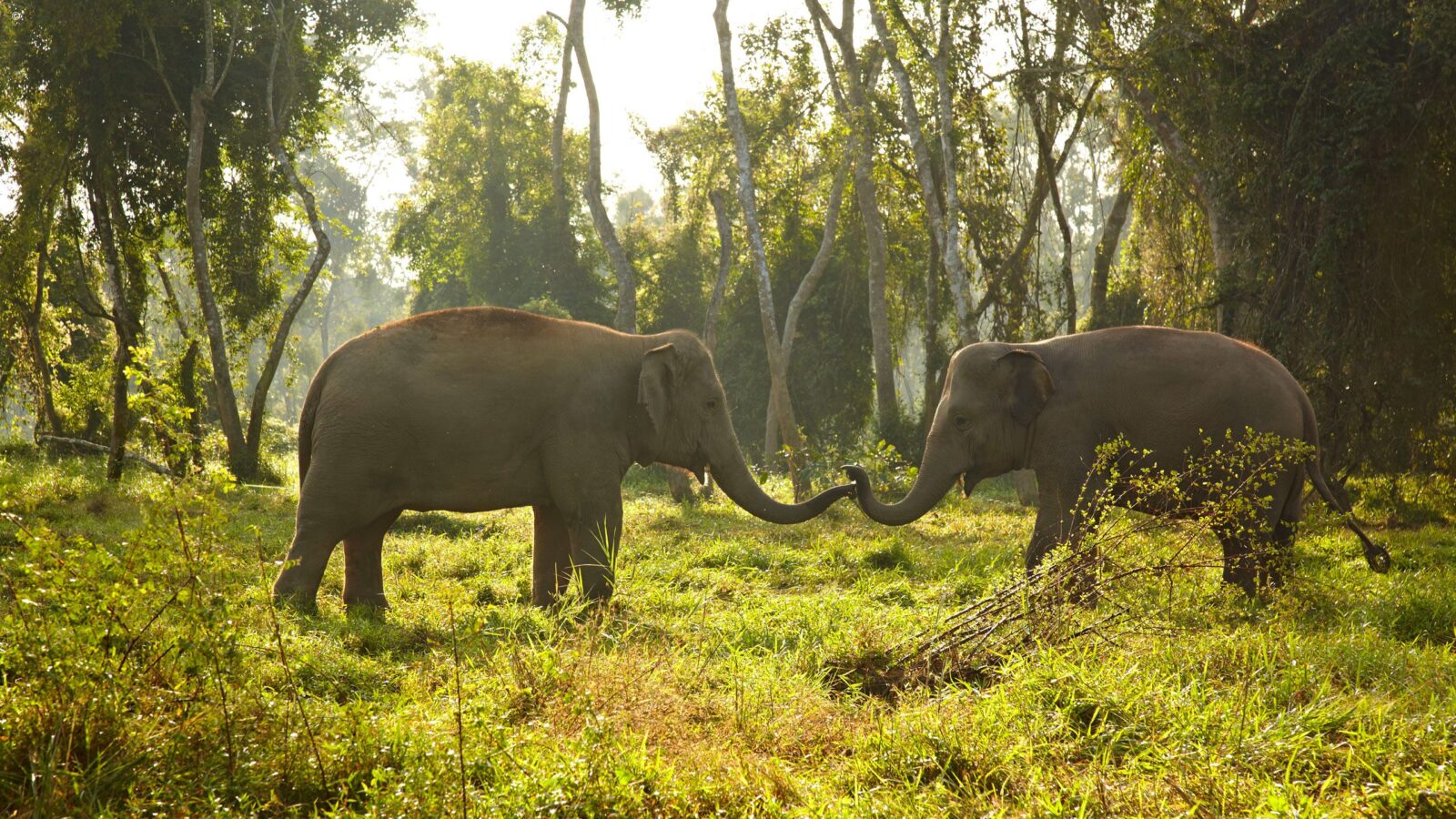Asian elephants in their natural habitat